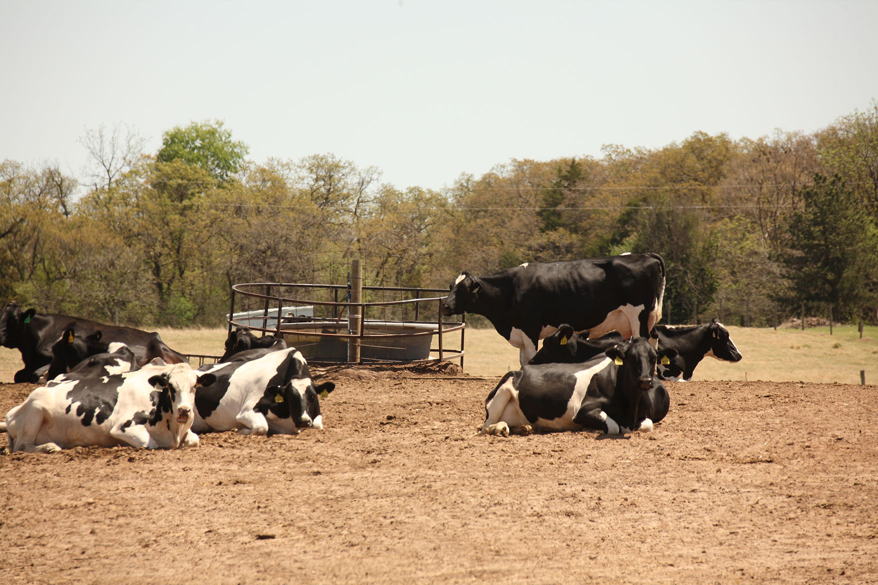 Holstein dairy cows enjoying the sunshine on Chapman dairy farm.