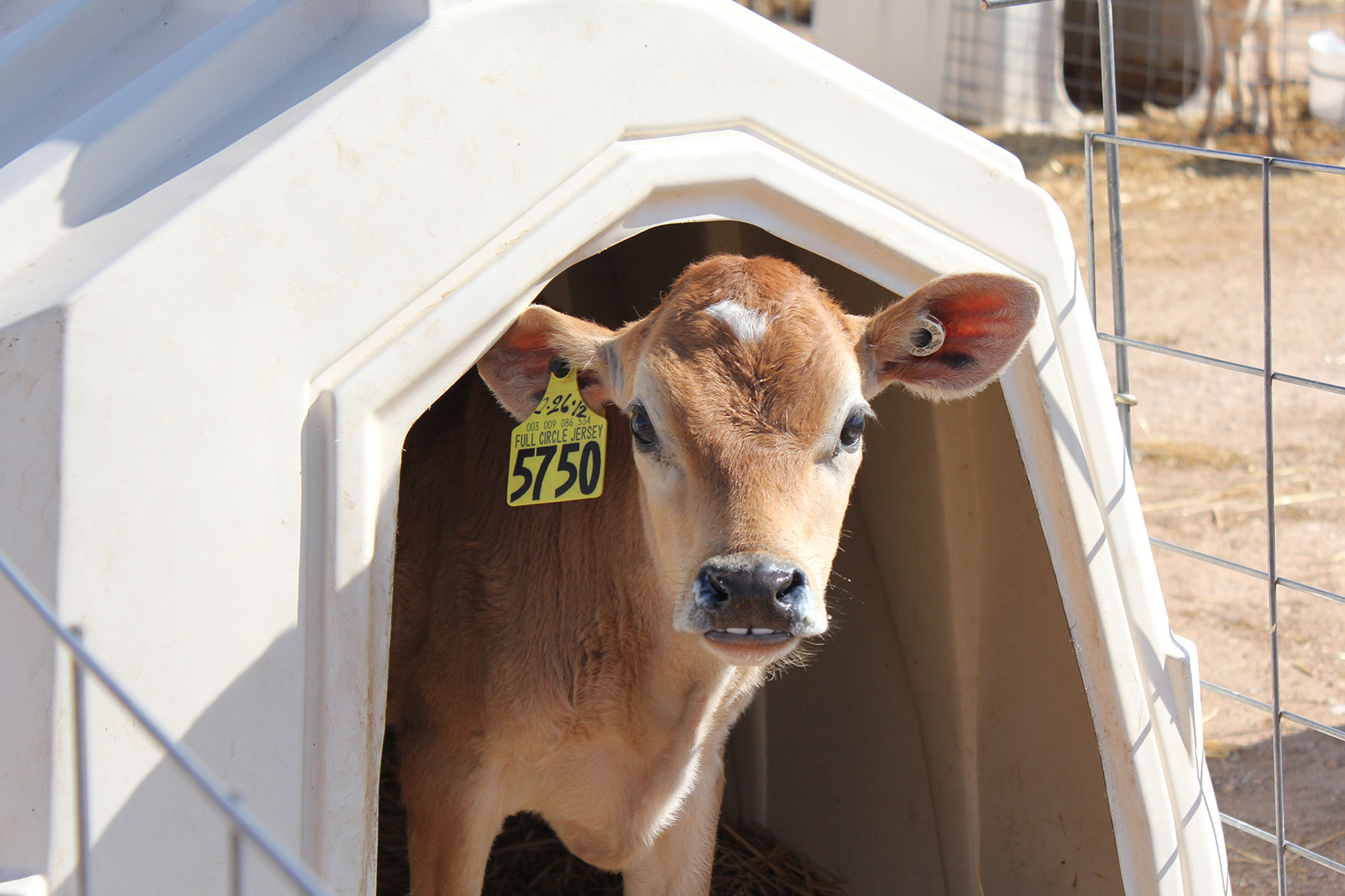 A jersey calf peeks out of her hutch.