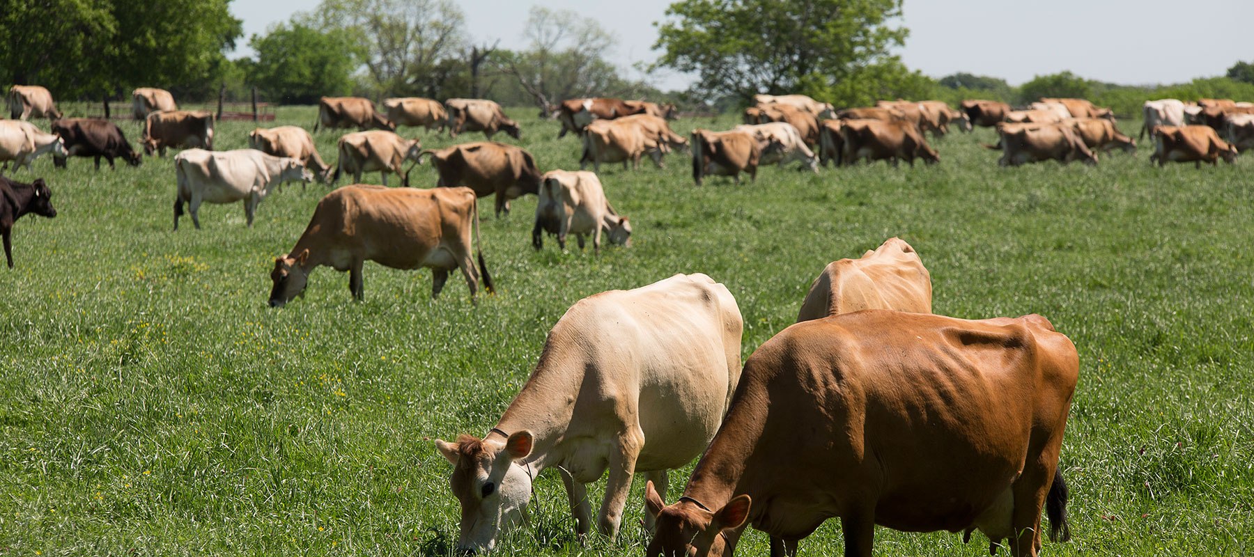 Koon Jersey Farm | Dairy Discovery Zone