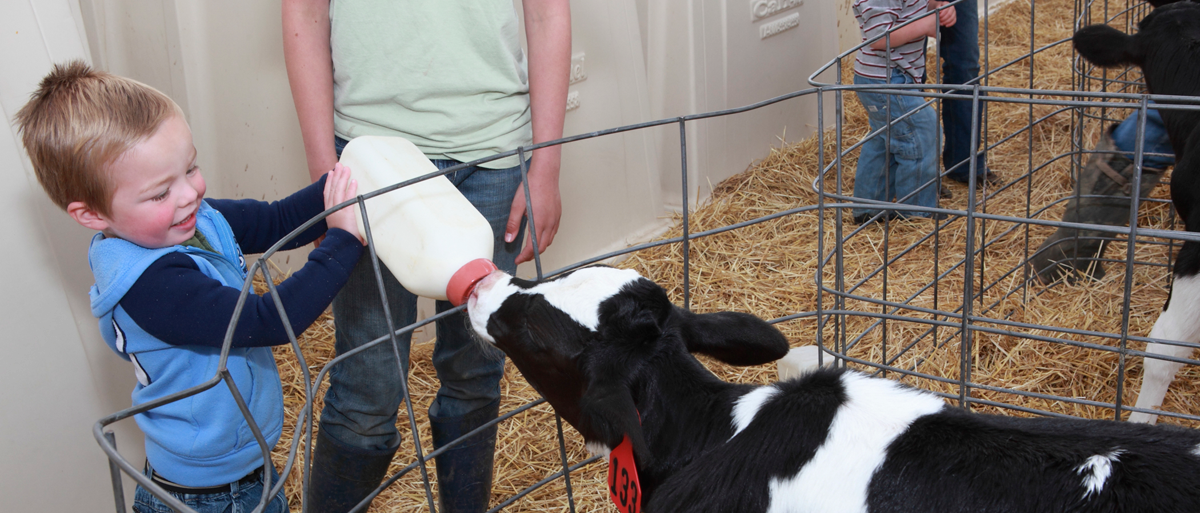 Bottle Feeding Calf Chart