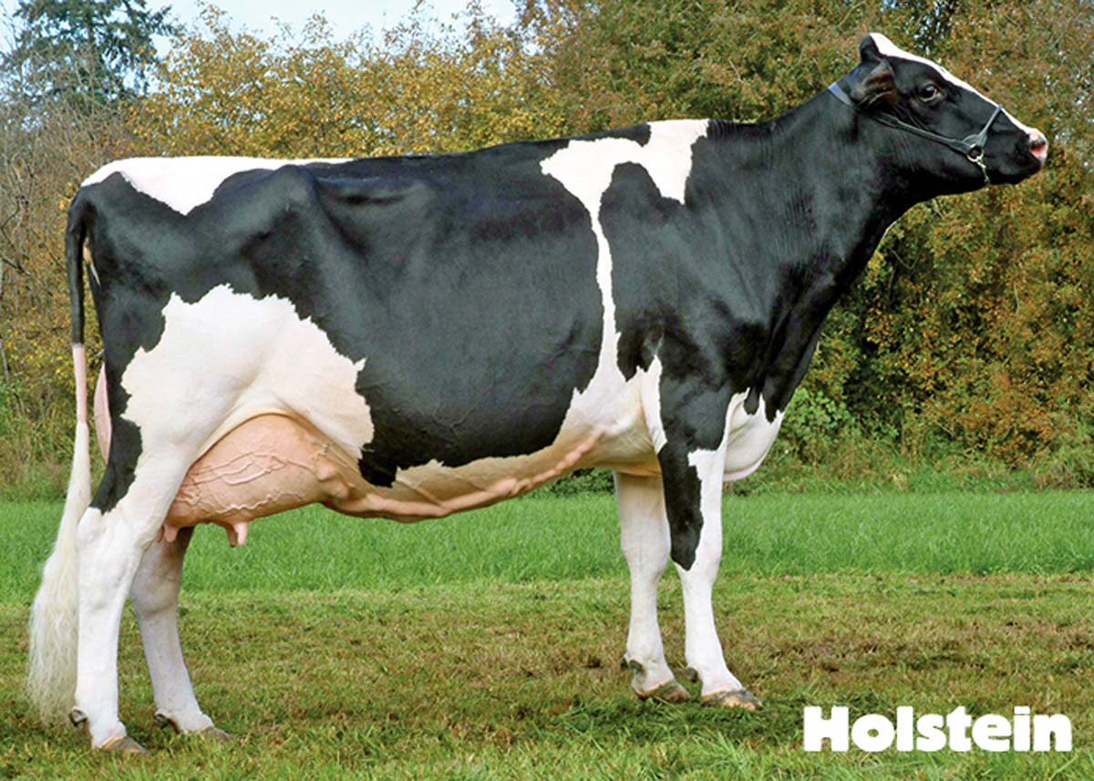 cows produce milk