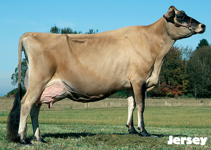 Brown Cow Breeds
